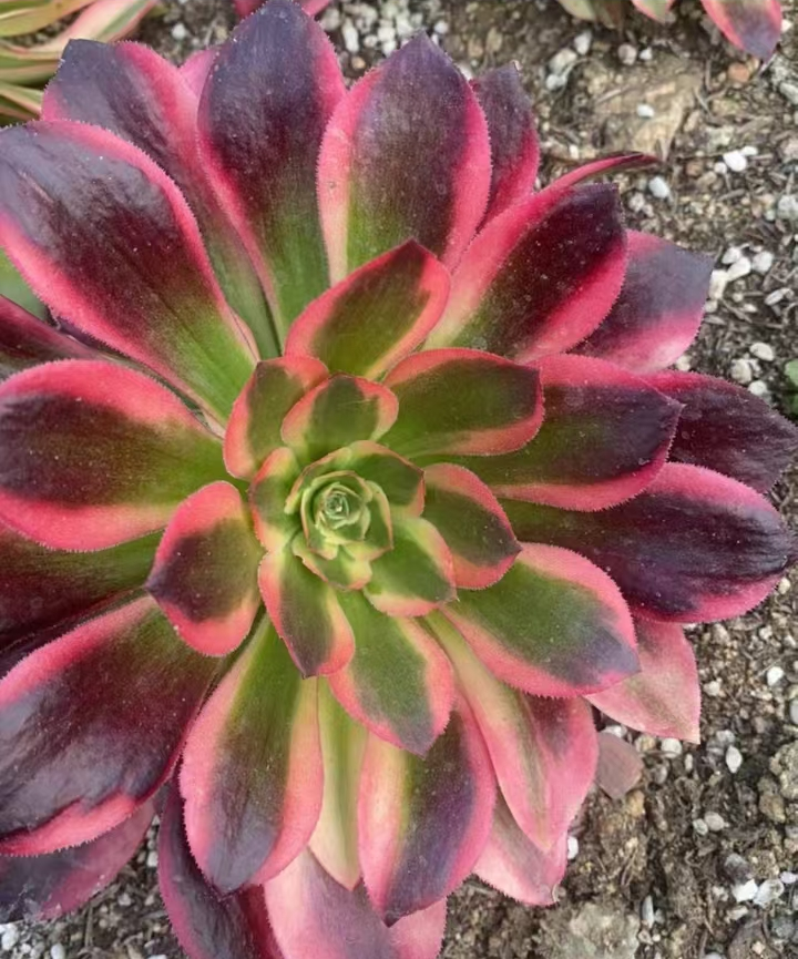 1109. Mai Shiranui single head and cutting /Aeonium single head and cutting/Aeonium plants / Succulent plants / Garden landscape / Carefully select healthy plants