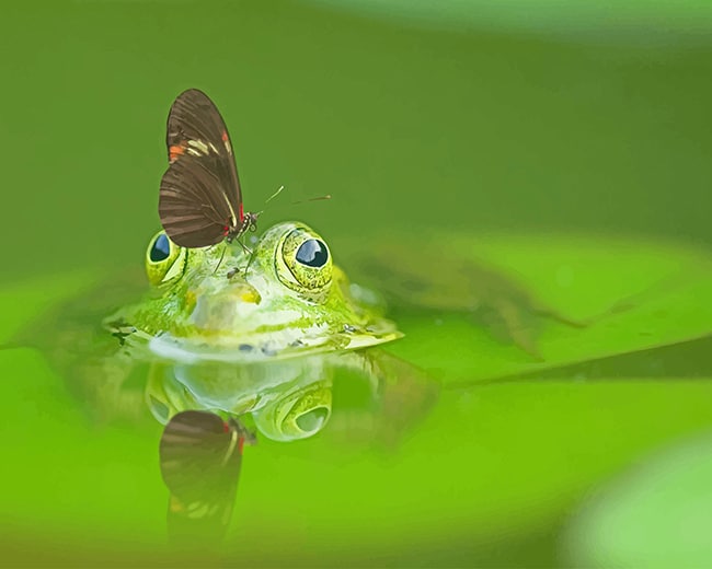 

Butterfly On Frog Head – Paint By Numbers - 40*50CM, 501 Original