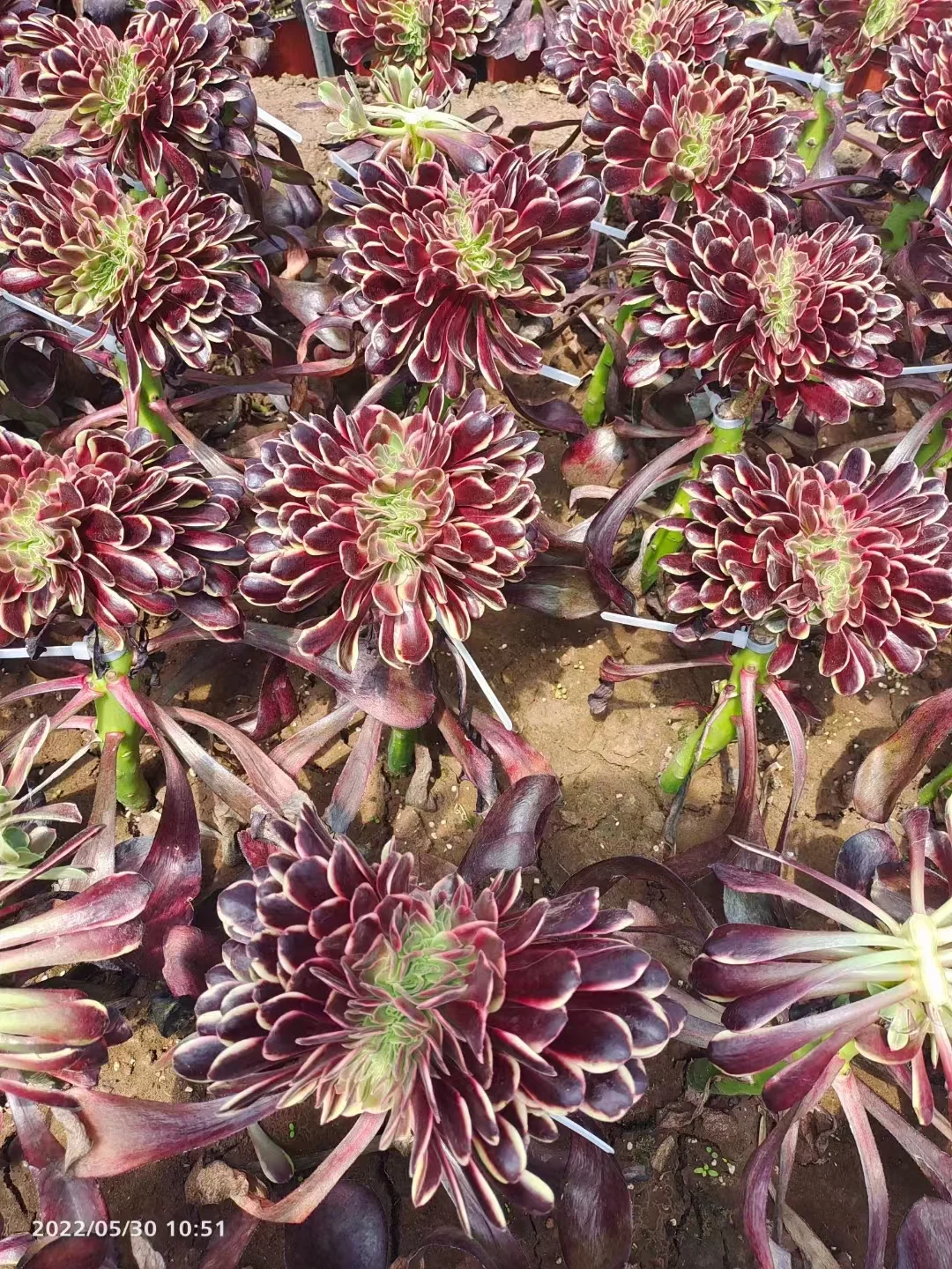 plant Aeonium Echeveria Haworthia  Caudex  Lithops Cactus  Agave 