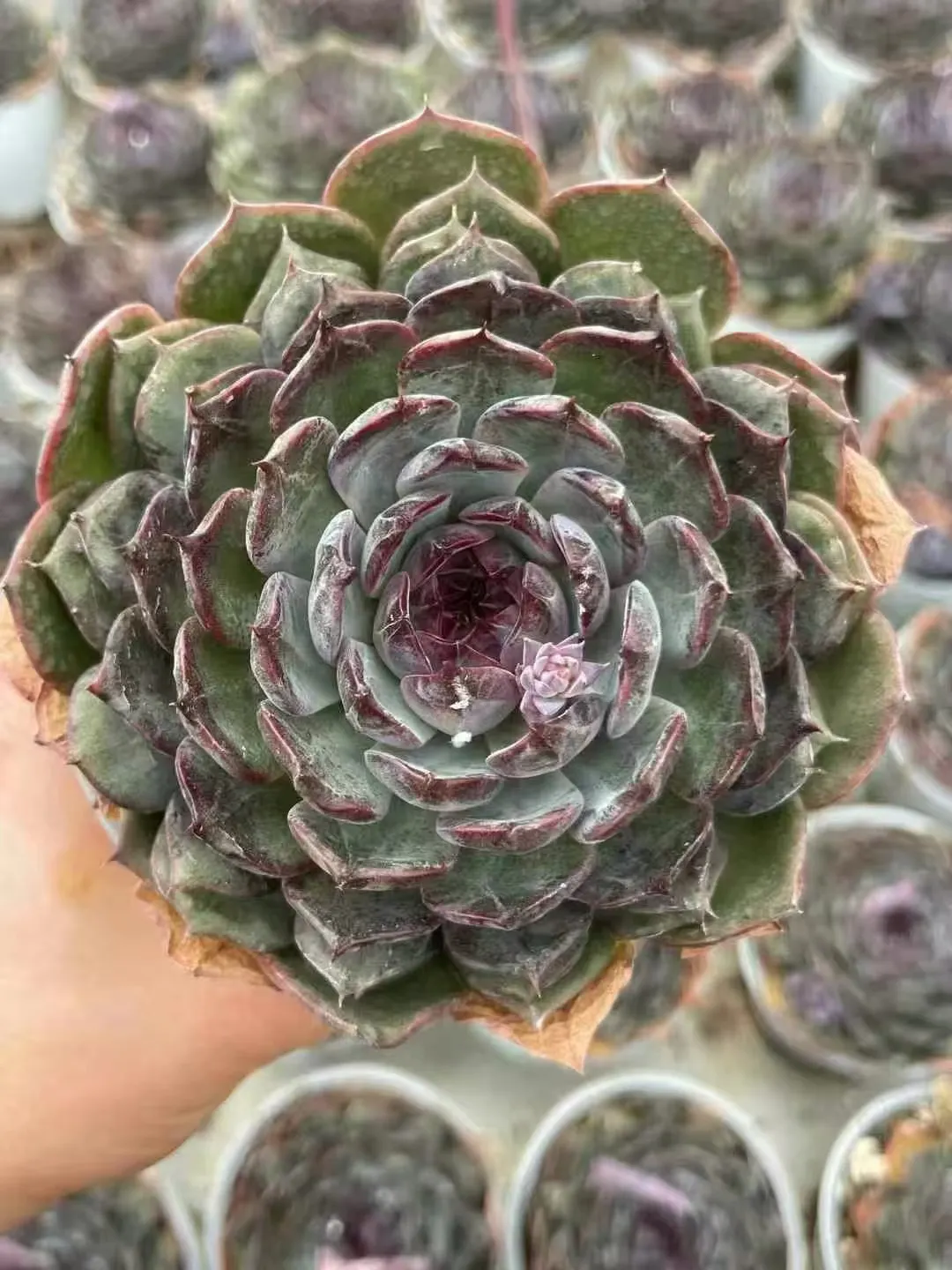 plant Aeonium Echeveria Haworthia  Caudex  Lithops Cactus  Agave 