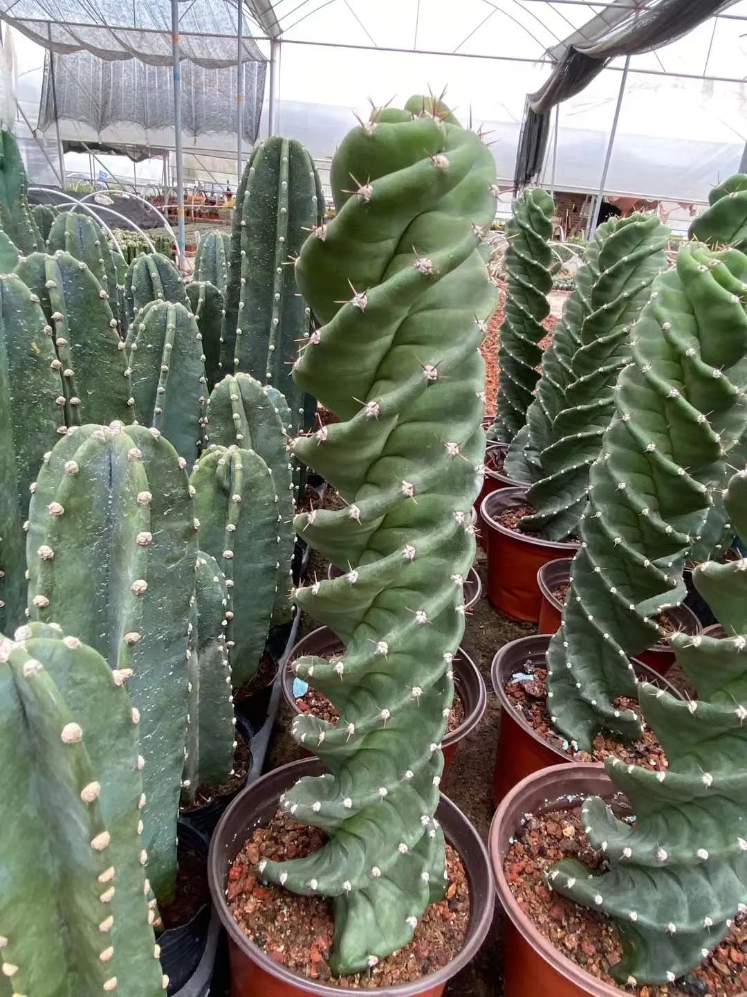 plant Aeonium Echeveria Haworthia  Caudex  Lithops Cactus  Agave 