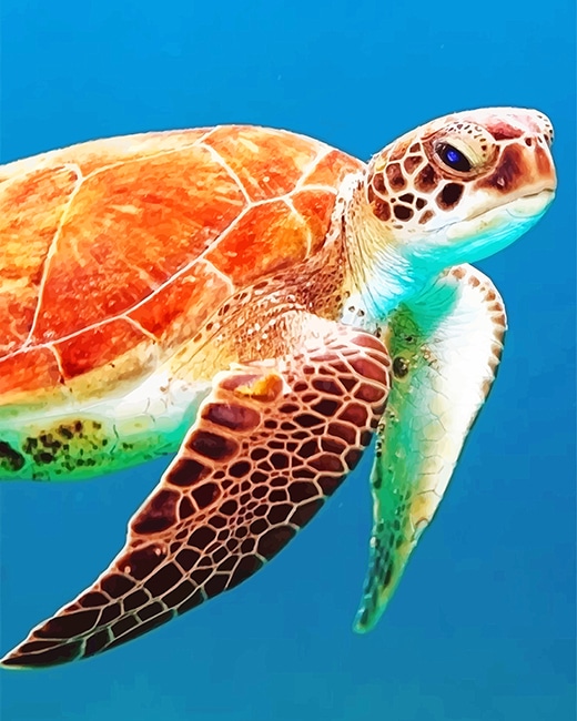 

Brown Sea Turtle – Paint By Numbers - 40*50CM, 501 Original