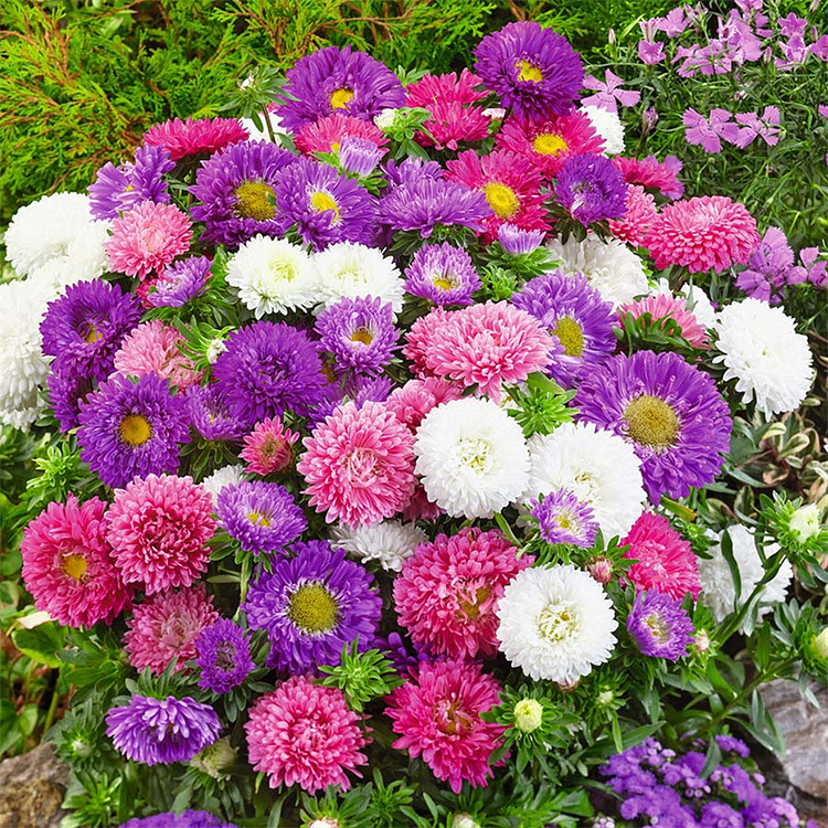 1000 Pcs Mixed Callistephus/Chinese Aster Seeds-Annual