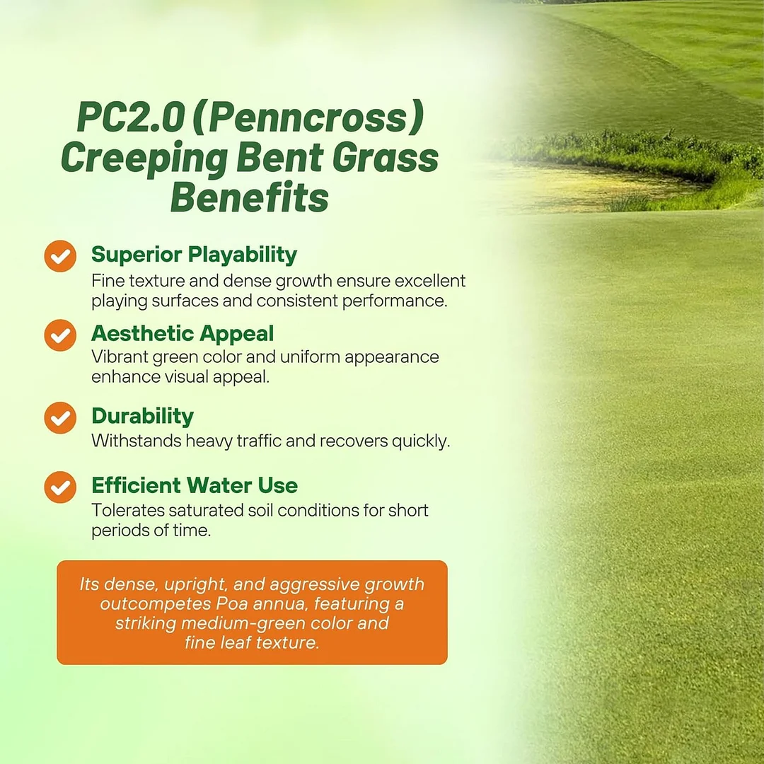 PC2.0 (Penncross) Creeping Bent Grass