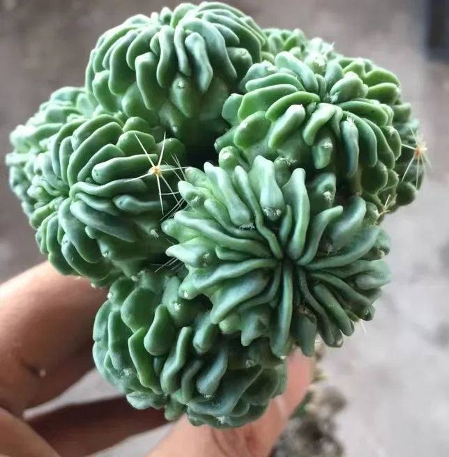 125.  Tadpole ball cluster 5-6cm/ Cactus plants / Succulent plants / Garden landscape / Carefully select healthy plants