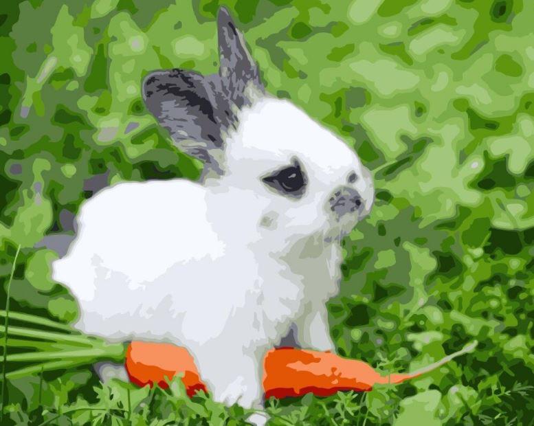 

Cute Bunny – Paint By Numbers - 40*50CM, 501 Original