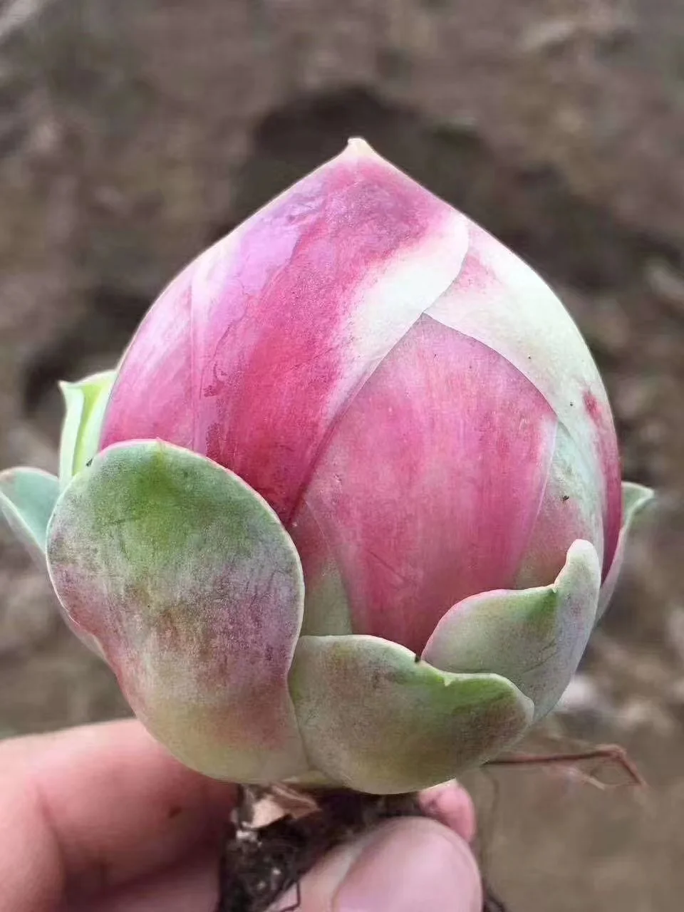 550. Echeveria  Blood sakura.  single head and cluster /Echeveria / Succulent plants / Garden landscape / Carefully select healthy plants