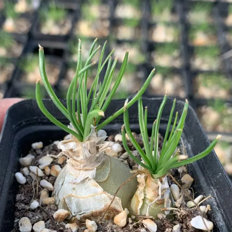 plant Aeonium Echeveria Haworthia  Caudex  Lithops Cactus  Agave 