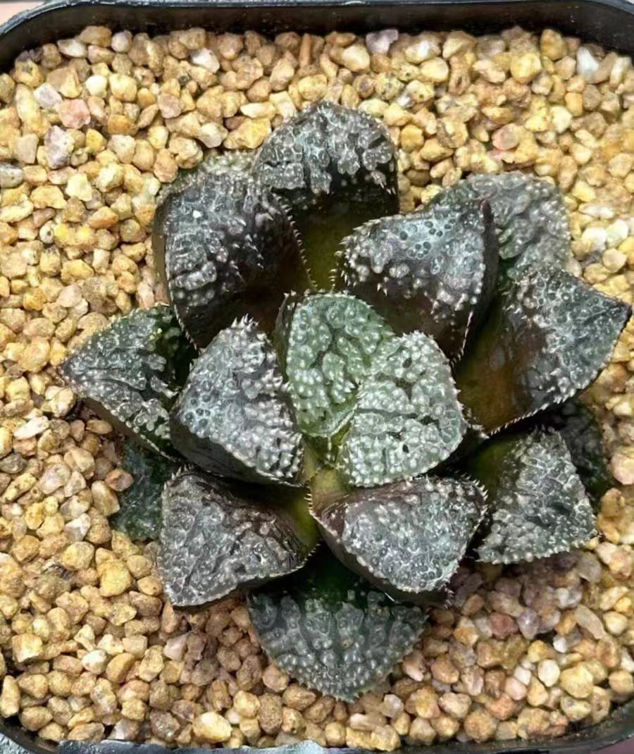 bjbm42.Haworthia retusa Mia Garden 3-4cm/ Haworthia/ Succulent plants / Garden landscape / Carefully select healthy plants