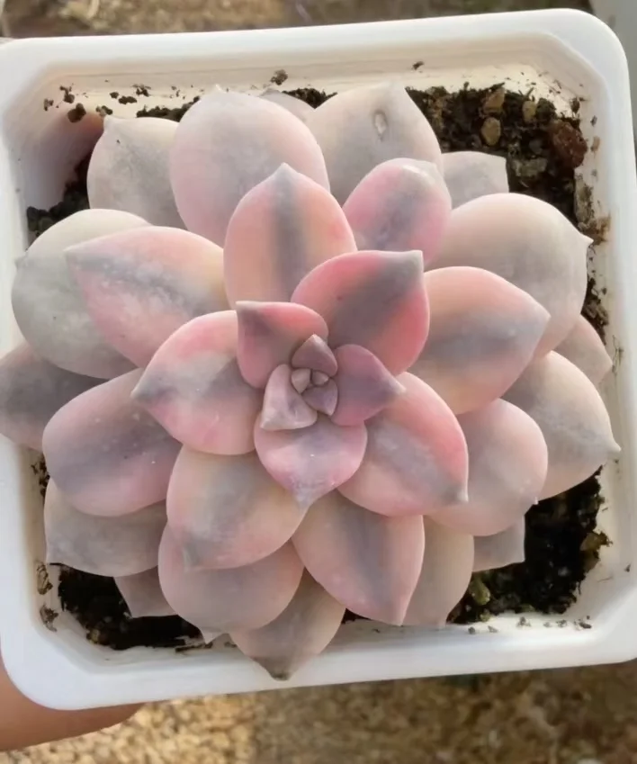 plant Aeonium Echeveria Haworthia  Caudex  Lithops Cactus  Agave 