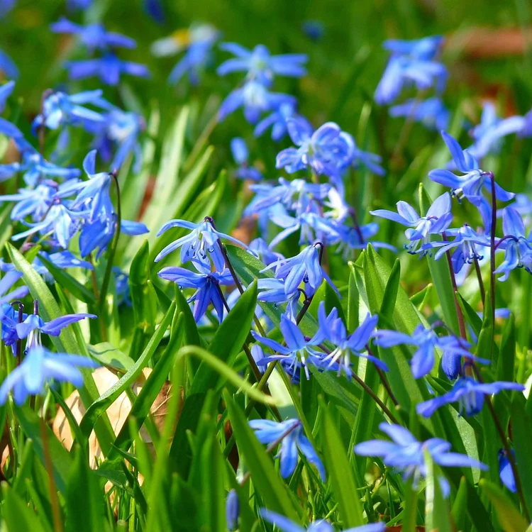 Up to 59%off💥Siberian Squill or Scilla bulbs