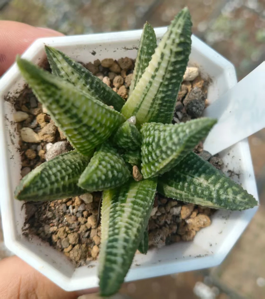 onestock.Haworthia hard leaf hybrid variegata 6cm/ Haworthia/ Succulent plants / Garden landscape / Carefully select healthy plants