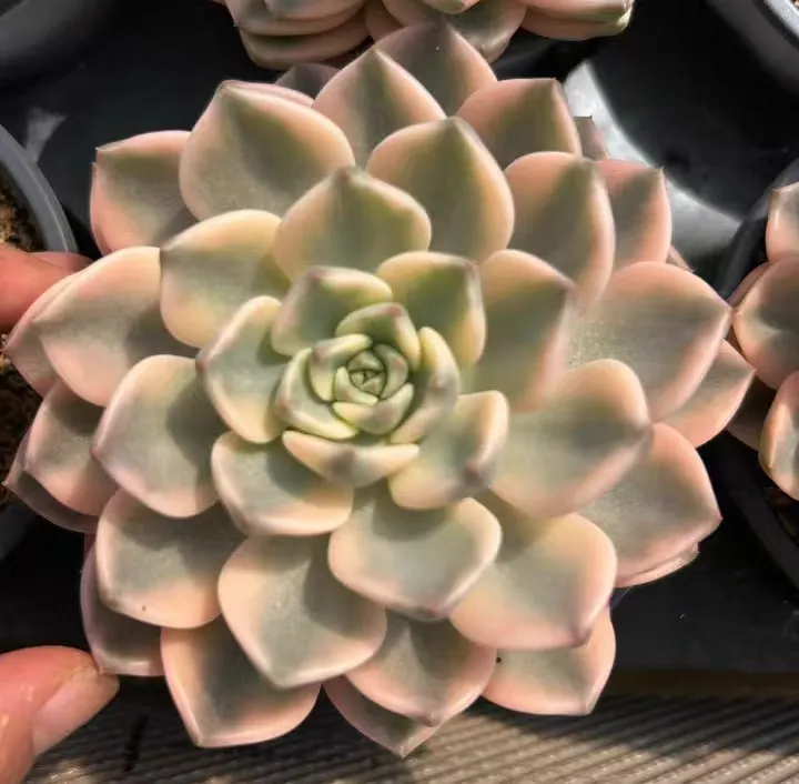 plant Aeonium Echeveria Haworthia  Caudex  Lithops Cactus  Agave 