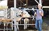 Cow"Like Someone Left The Gate Open"  - Vintage Metal Signs(8*12Inch/12*16Inch) - Farm