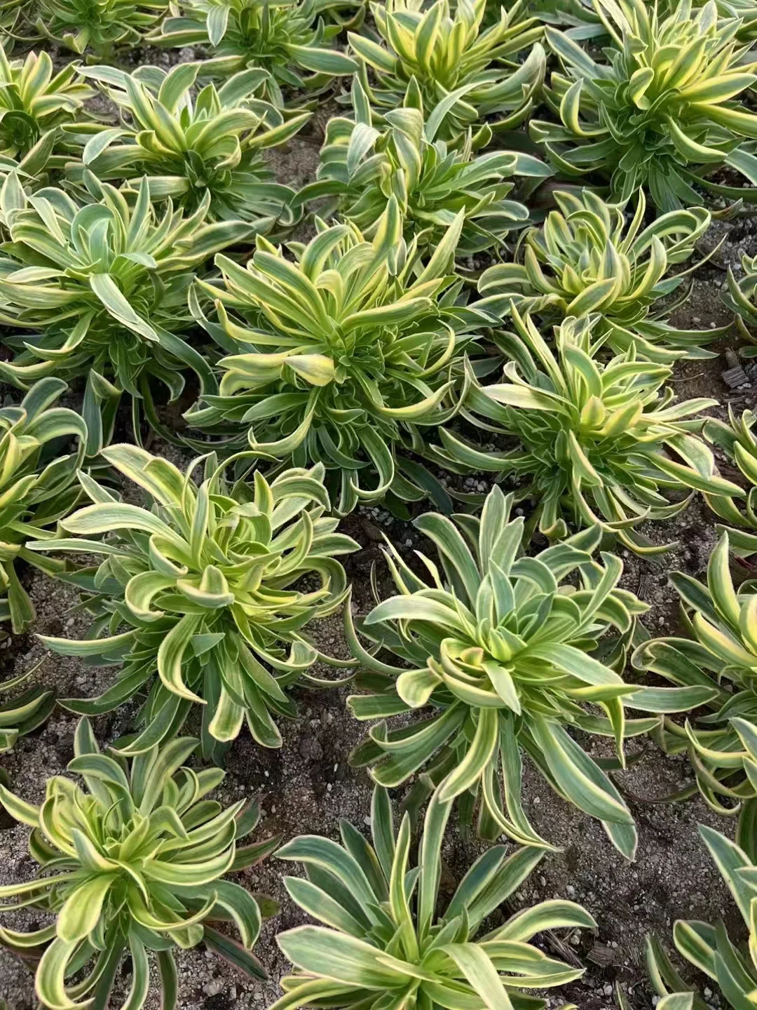 plant Aeonium Echeveria Haworthia  Caudex  Lithops Cactus  Agave 