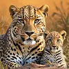 Savannah Lion-Full Round Diamond Painting 30*30CM