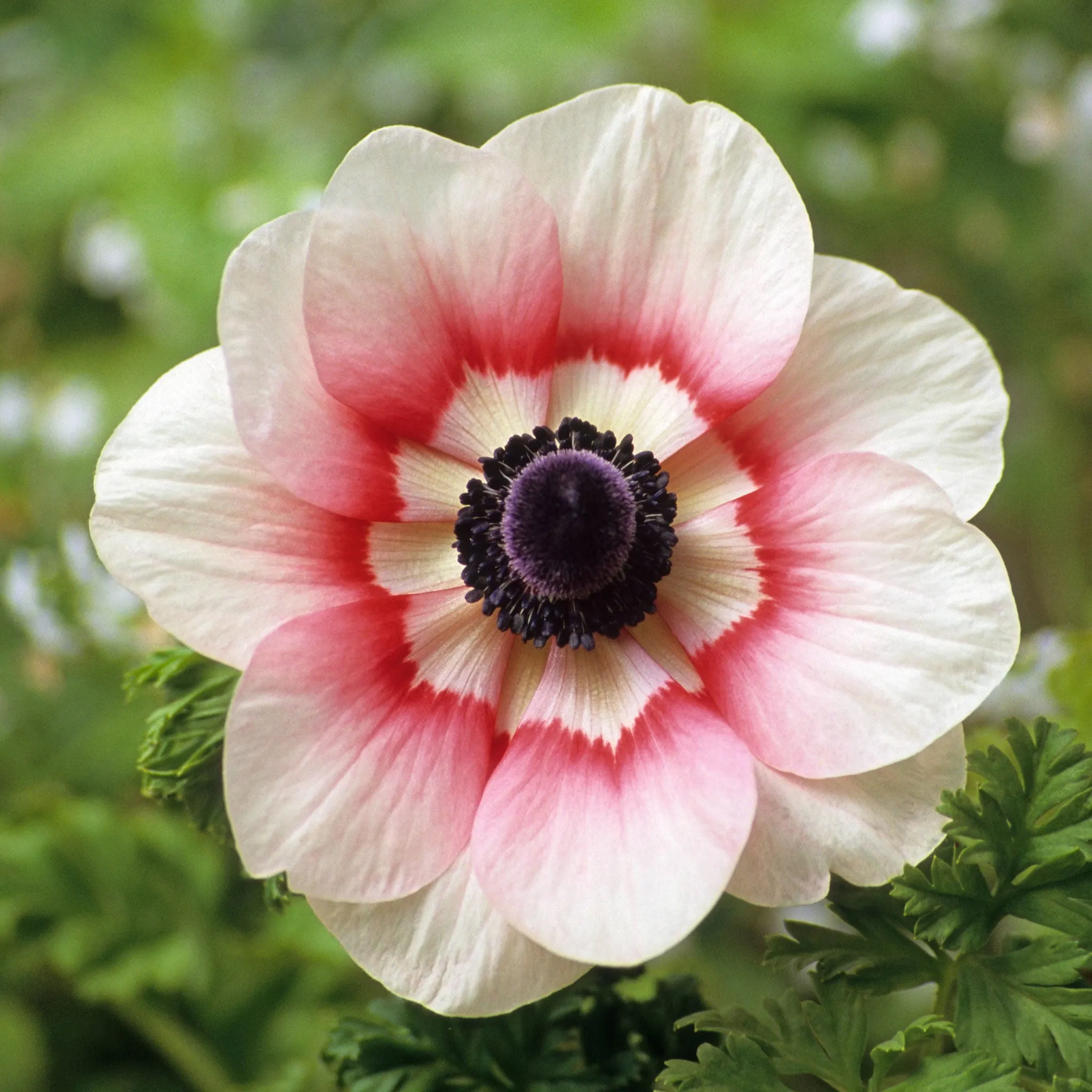 Anemone Bulbs - Rainbow Red-White - 40 Bulbs - Red Flower Bulbs. Corm  Attracts Bees. Easy to Grow & Maintain. Container Garden - Walmart.com