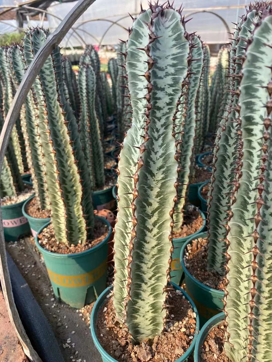 plant Aeonium Echeveria Haworthia  Caudex  Lithops Cactus  Agave 