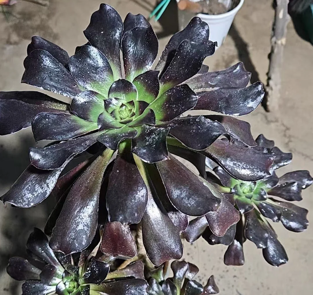 plant Aeonium Echeveria Haworthia  Caudex  Lithops Cactus  Agave 