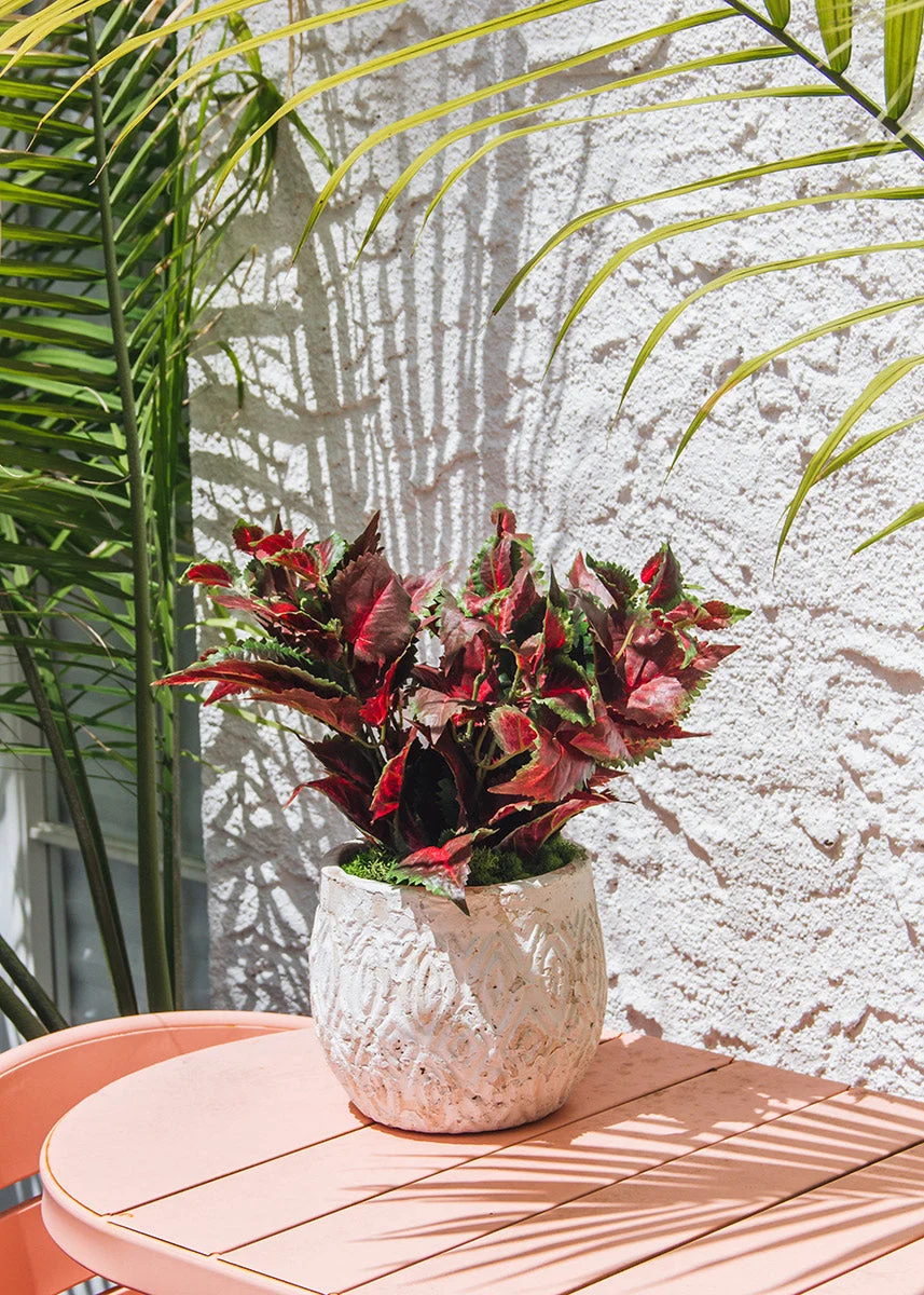 Red UV Protected Outdoor Fake Coleus - 16"