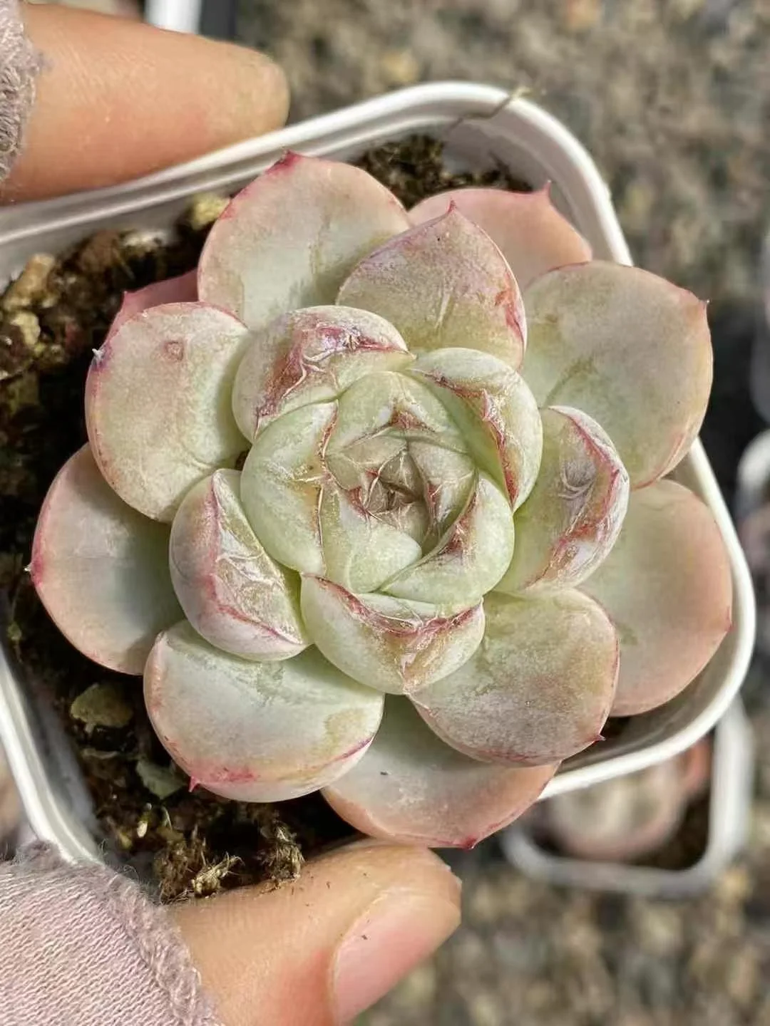 plant Aeonium Echeveria Haworthia  Caudex  Lithops Cactus  Agave 