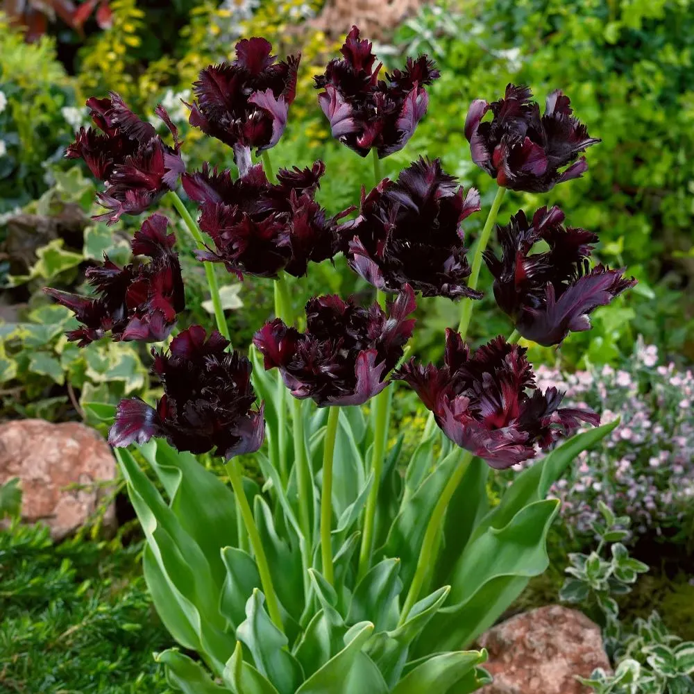 Black Parrot Tulip Seeds