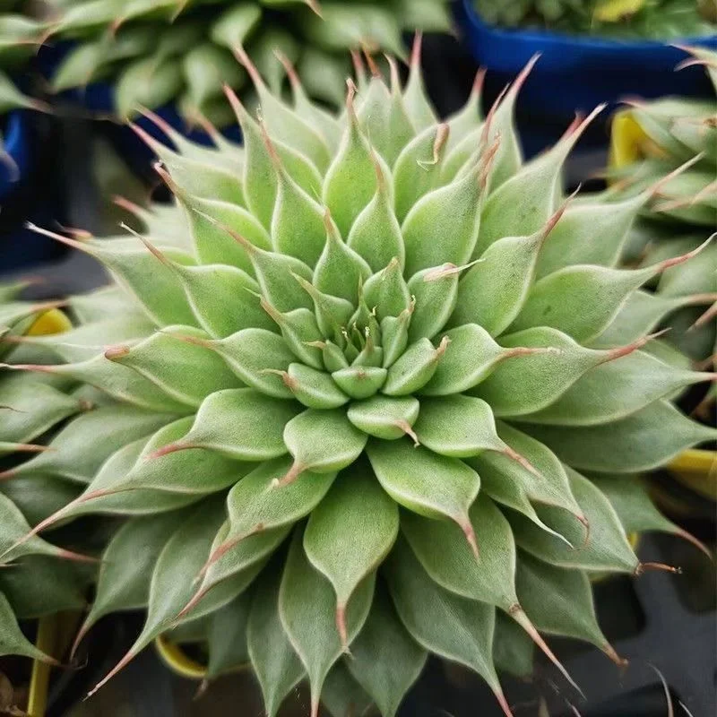 plant Aeonium Echeveria Haworthia  Caudex  Lithops Cactus  Agave 