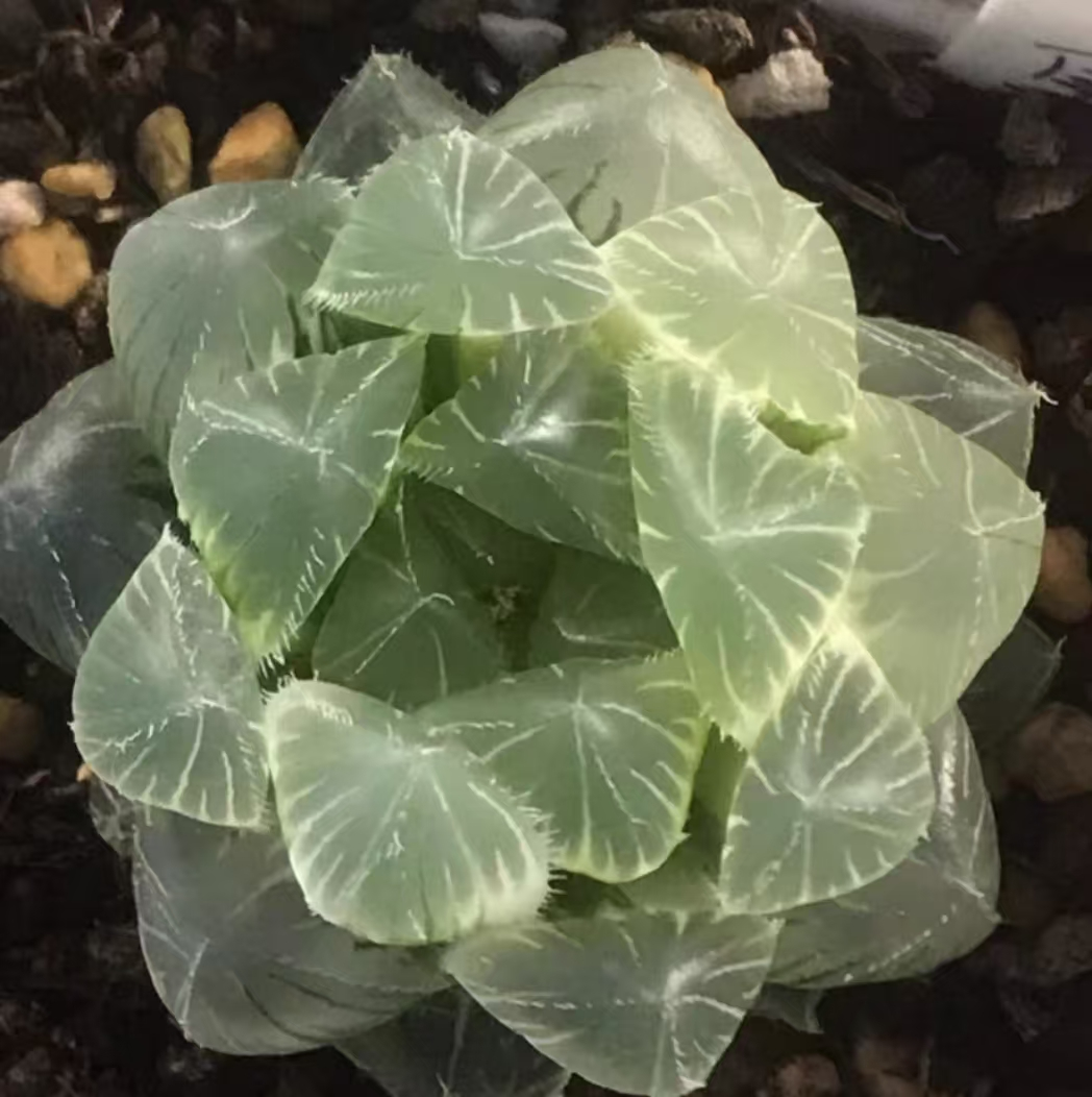 1165..Haworthia white Kyodai Akasen Lens variegated 4cm/Haworthia/ Succulent plants / Garden landscape / Carefully select healthy plants