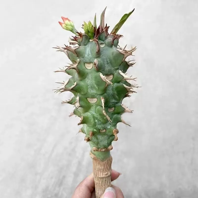 plant Aeonium Echeveria Haworthia  Caudex  Lithops Cactus  Agave 