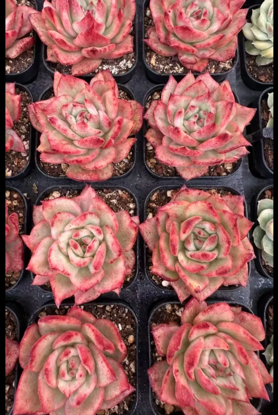 plant Aeonium Echeveria Haworthia  Caudex  Lithops Cactus  Agave 
