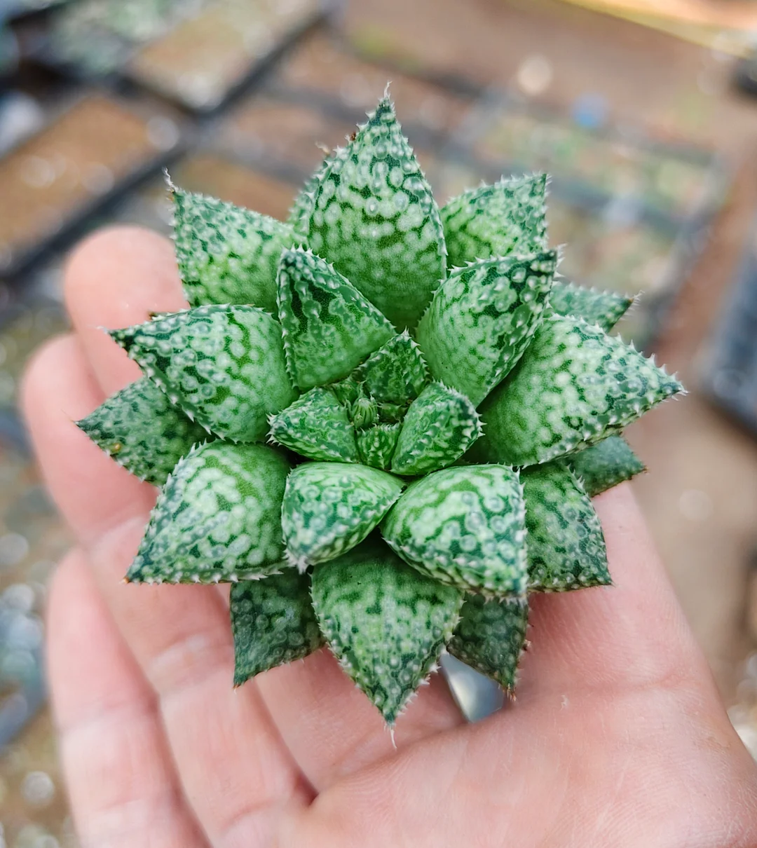 plant Aeonium Echeveria Haworthia  Caudex  Lithops Cactus  Agave 