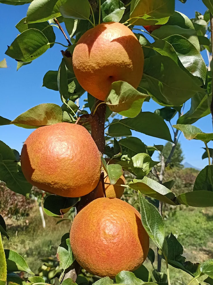 Kinashika Seeds