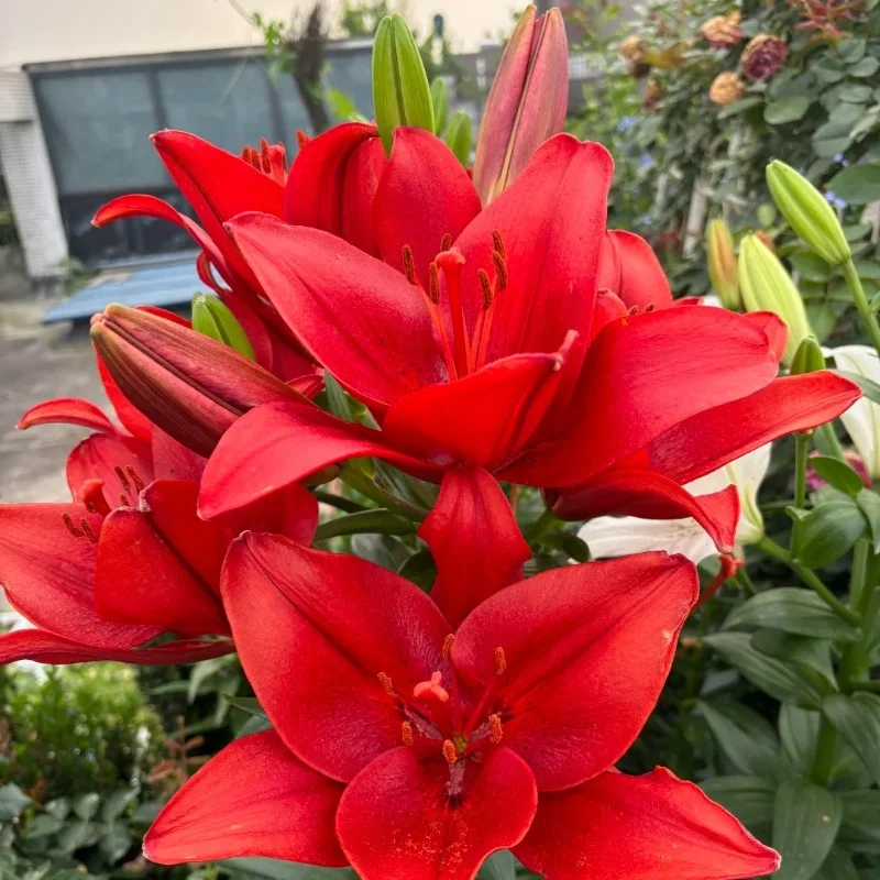 Rose red-Rare Exquisite Lily Bulbs 🌸