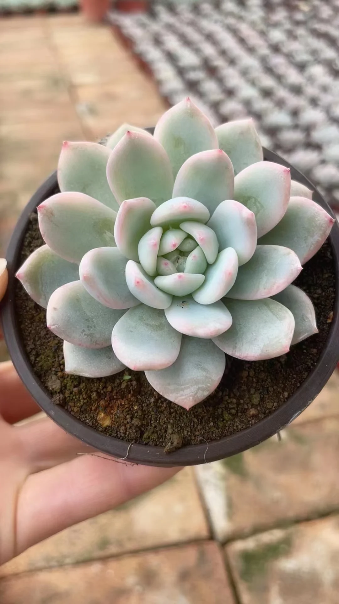 plant Aeonium Echeveria Haworthia  Caudex  Lithops Cactus  Agave 