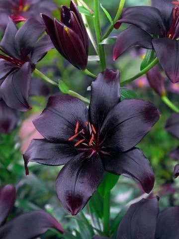 tall lily flower 'Beverly Dreams' Lily (Lilium)