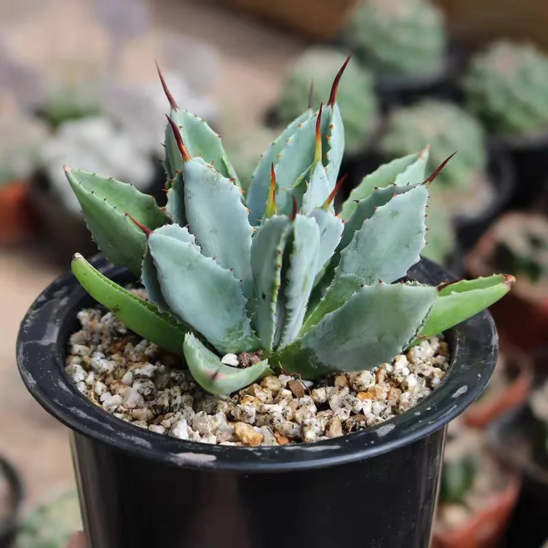 plant Aeonium Echeveria Haworthia  Caudex  Lithops Cactus  Agave 