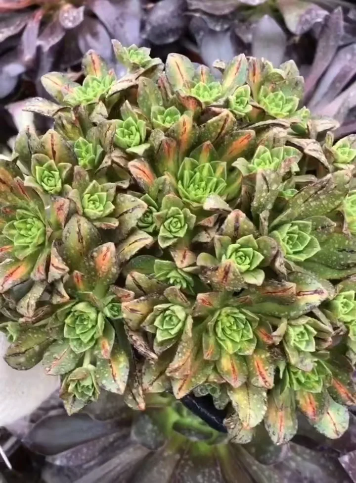619.  Sweet tea variation cluster  15cm / Aeonium cluster/ Succulent plants / Garden landscape / Carefully select healthy plants