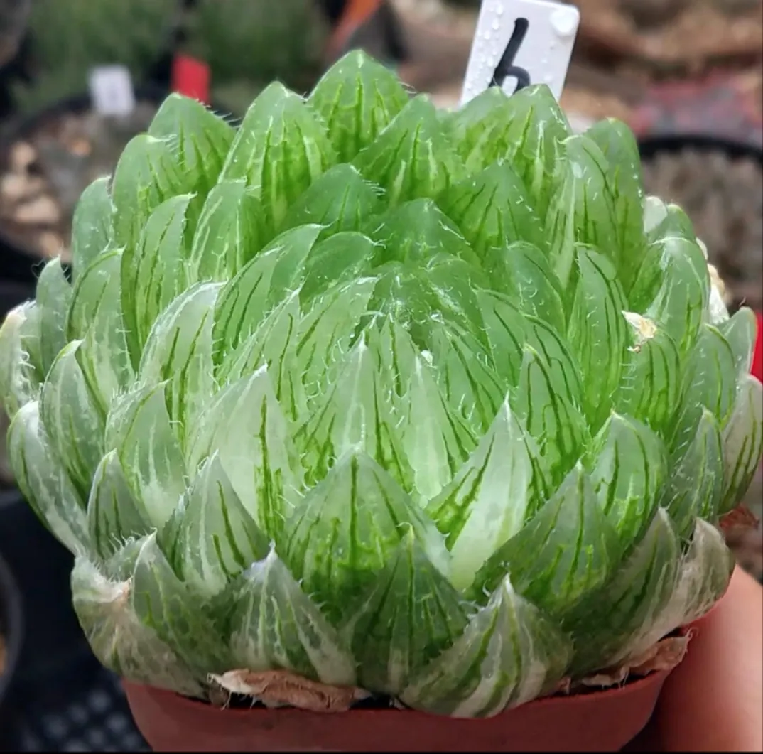 plant Aeonium Echeveria Haworthia  Caudex  Lithops Cactus  Agave 
