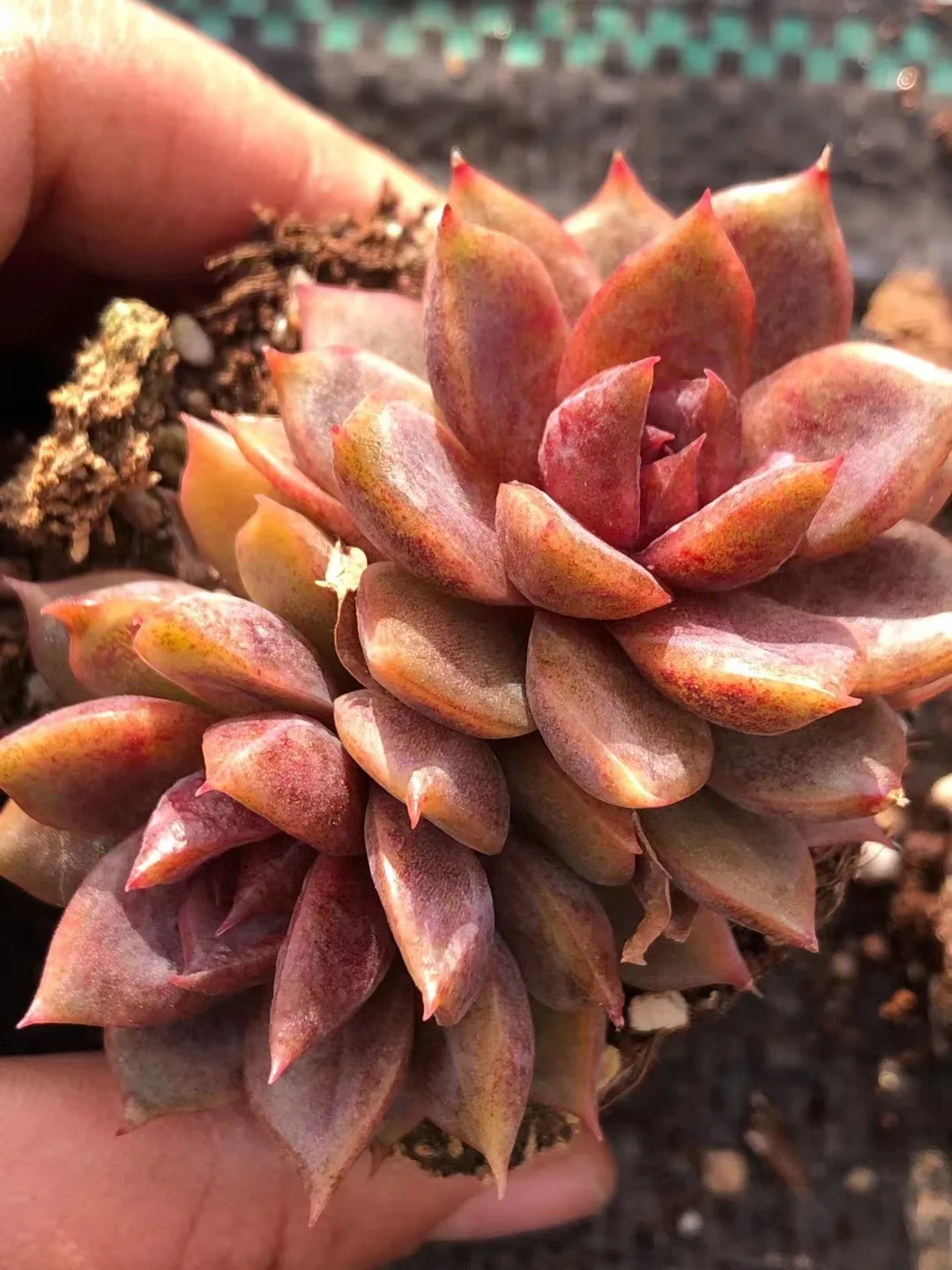 plant Aeonium Echeveria Haworthia  Caudex  Lithops Cactus  Agave 