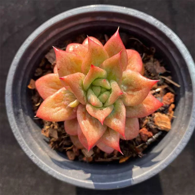 plant Aeonium Echeveria Haworthia  Caudex  Lithops Cactus  Agave 