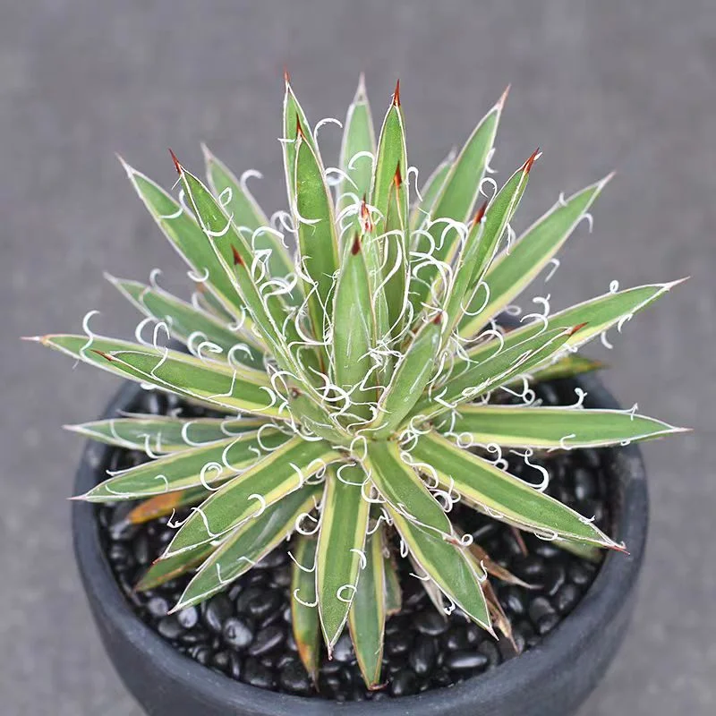 zwyw19.Agave filifera ssp. schidigera Tropical  10cm/Agave plants / Succulent plants / Garden landscape / Carefully select healthy plants