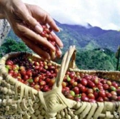 10 JAMAICAN BLUE MOUNTAIN Coffee Seeds ,Grow Your Own Coffee Plant tree