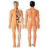 Human organs assembled skeleton anatomy model medical anatomy kit