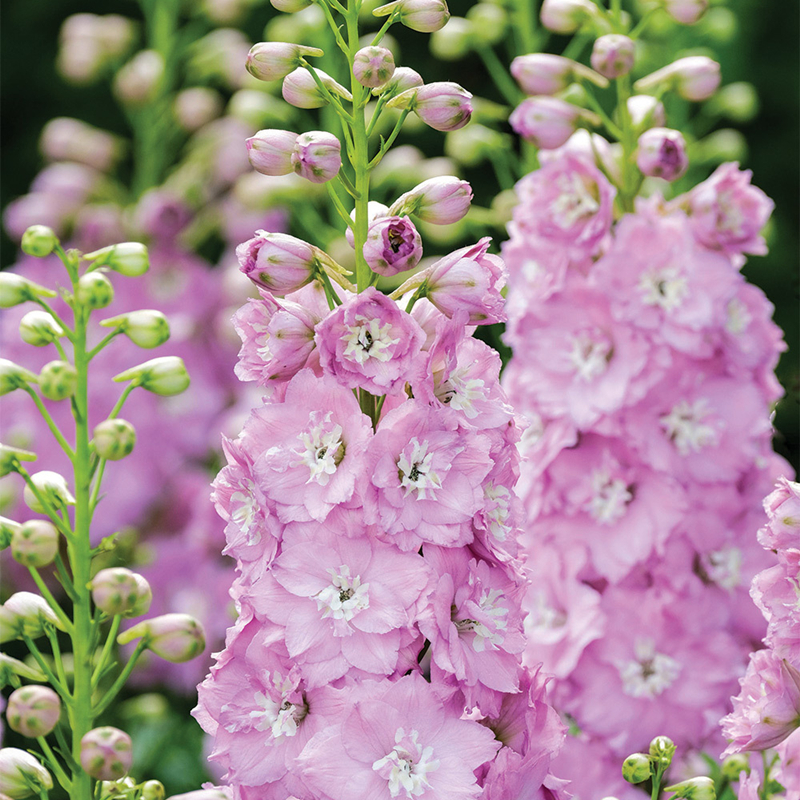 Delphinium Seeds-Mixed 7 Colors