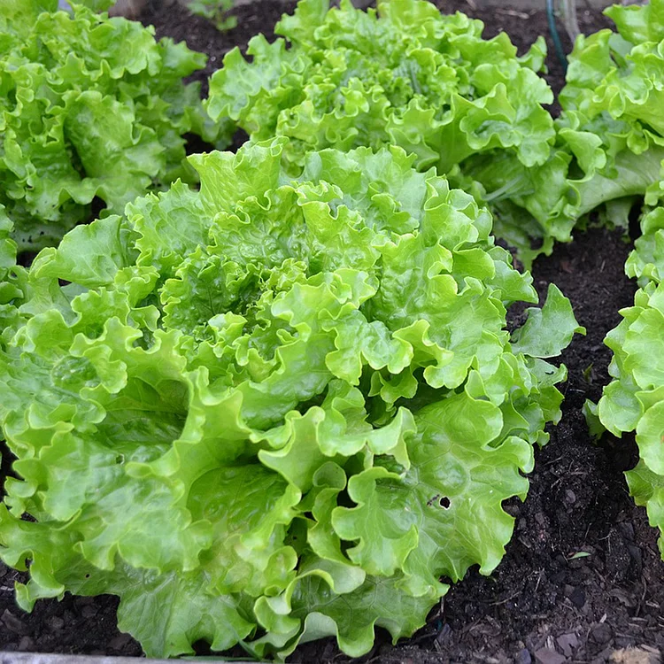 Lettuce Varieties🥬Seeds