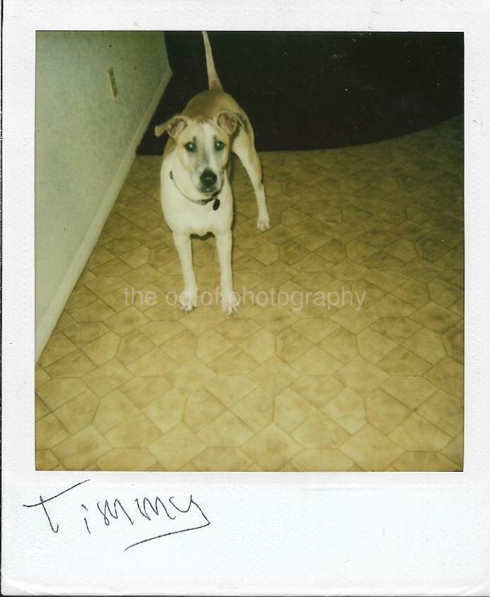 Vintage POLAROID Found Dog Photo Poster painting COLOR Timmy 21 56 X