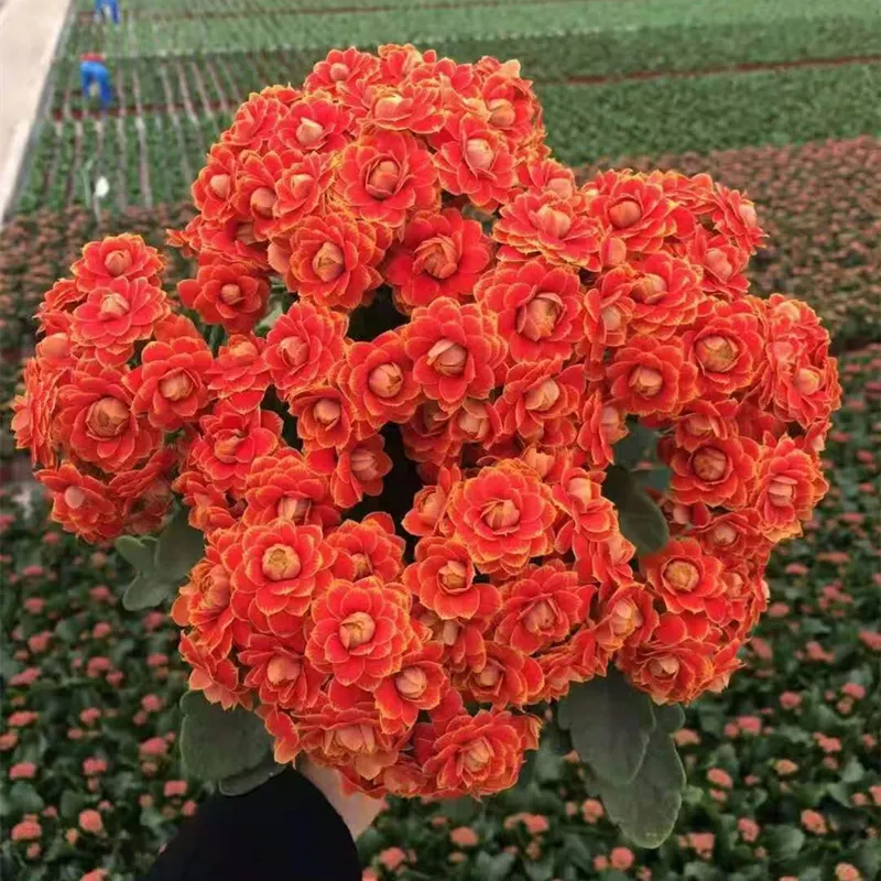 Golden Fox Longevity Flower Seeds