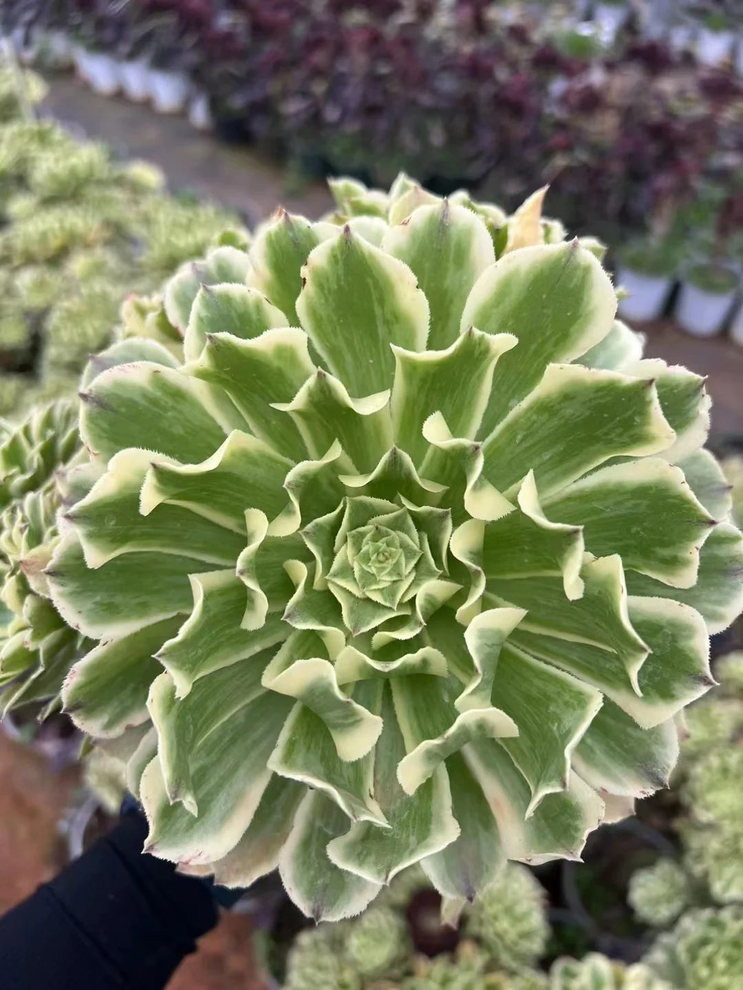 plant Aeonium Echeveria Haworthia  Caudex  Lithops Cactus  Agave 