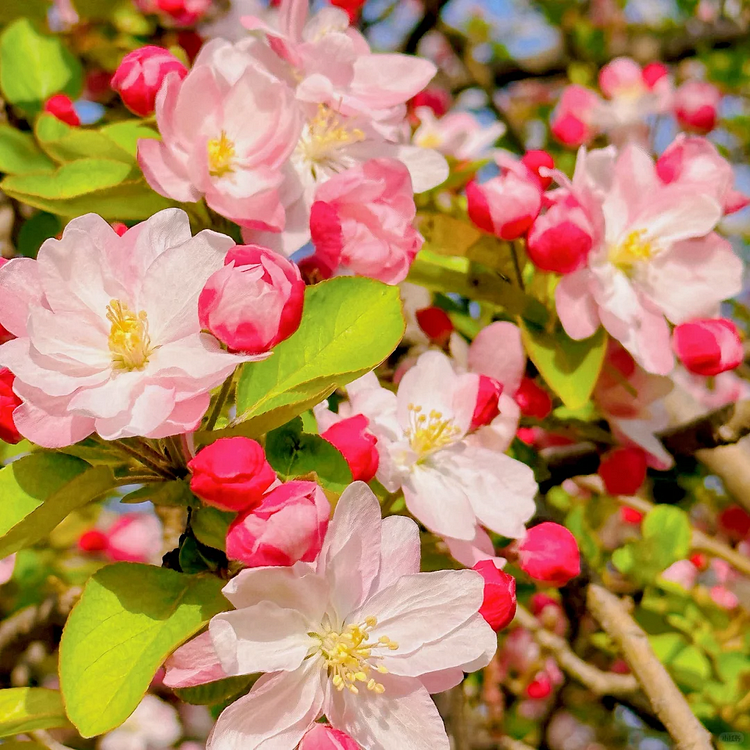 🌸Malus × Kaido Seeds-Elf in the sea of flowers🧚