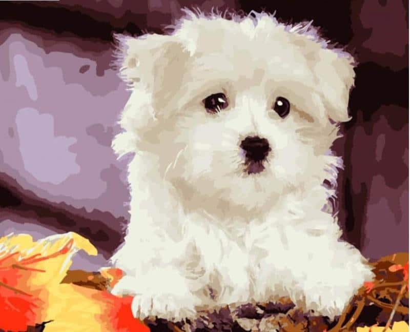 

Bichon Frise – Paint By Numbers - 40*50CM, 501 Original